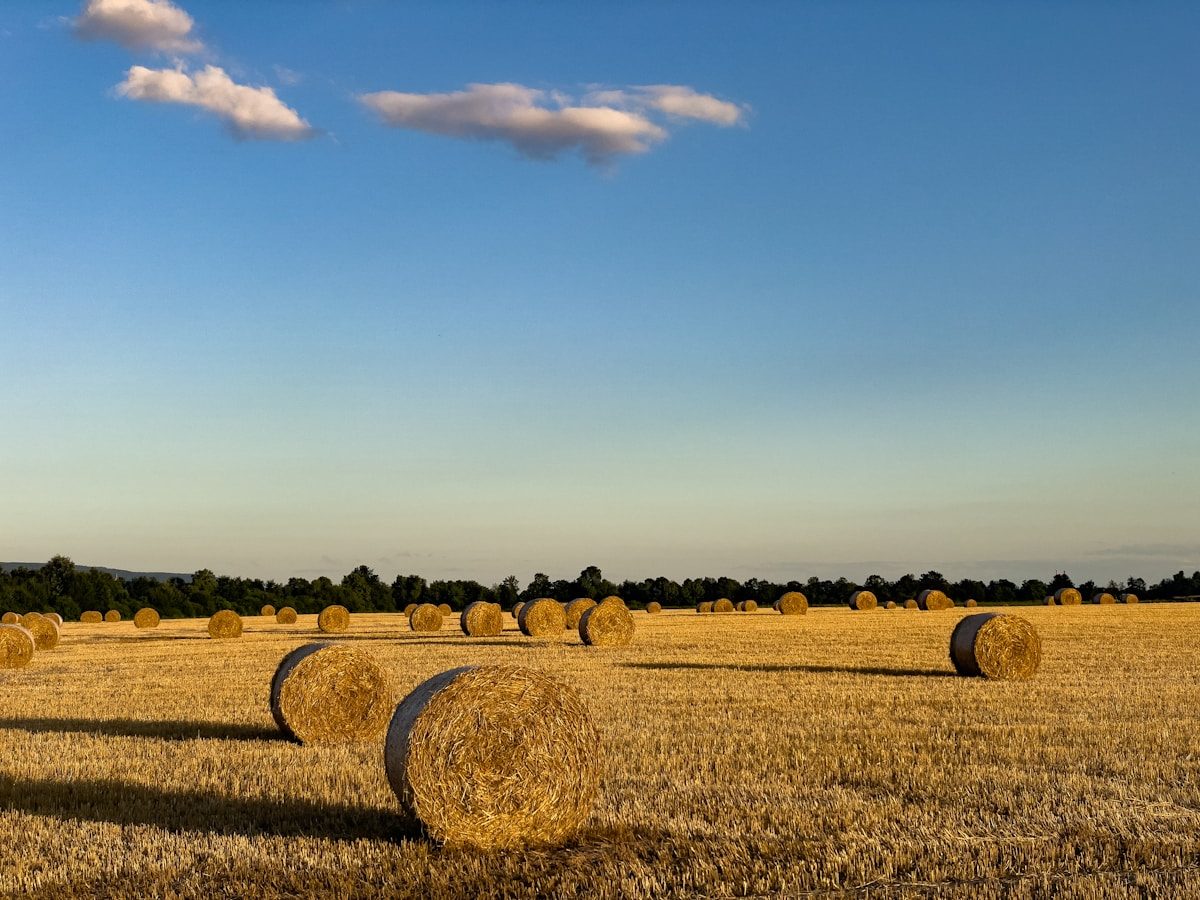 Campo de heno en Castilla y León al atardecer